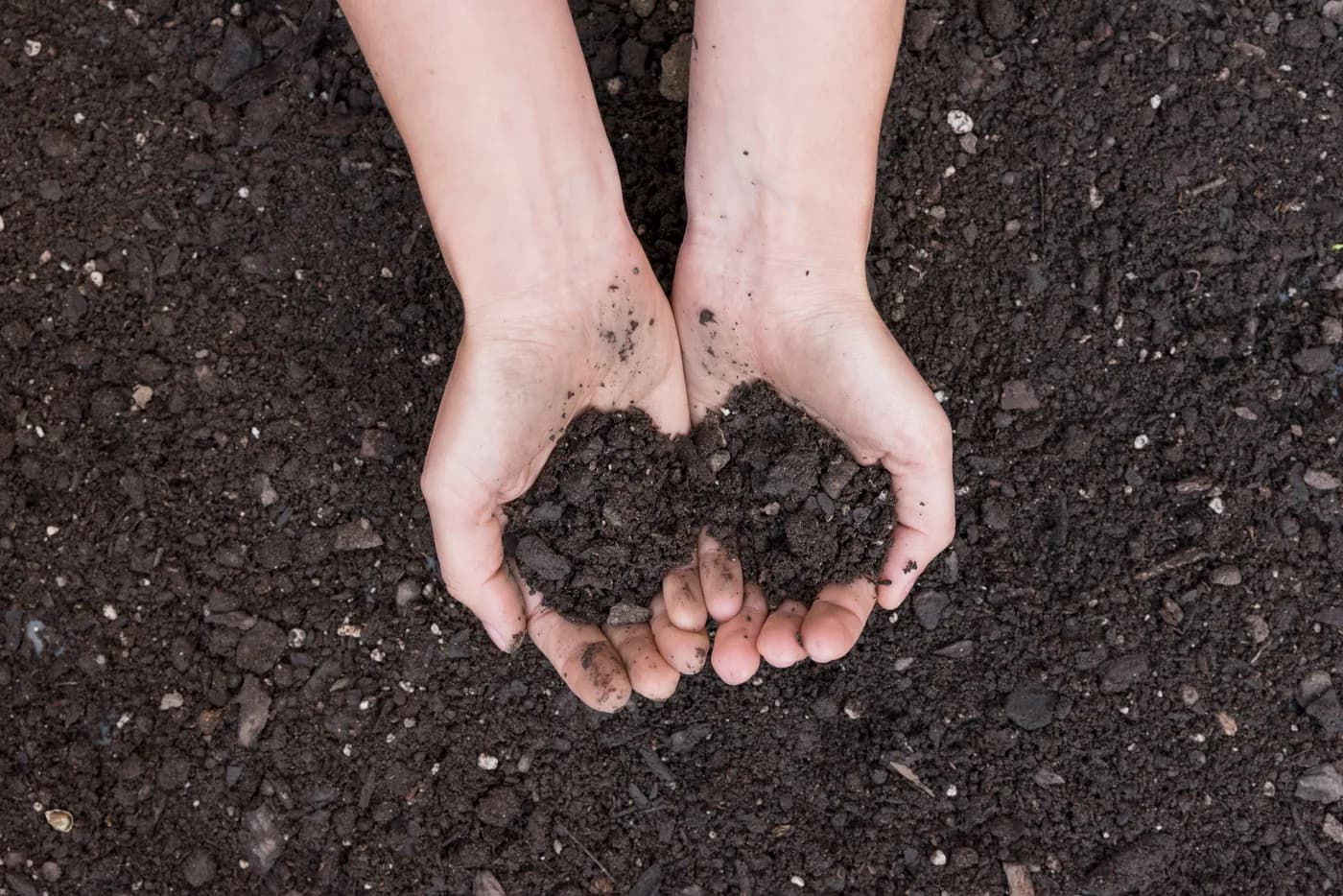 Hands holding soil